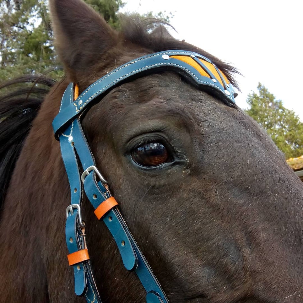 Bridon SUCCESS, Licols, Cheval, Prêt à être expédié