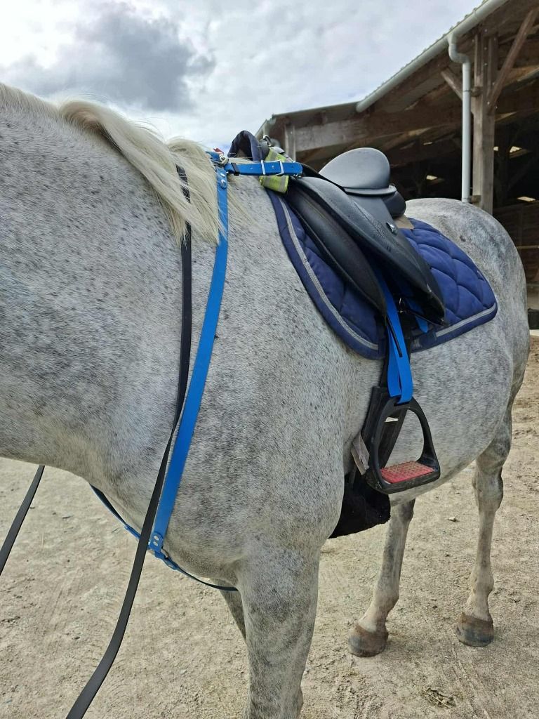 Commande cliente, pour sa jument : en bleu, collier de chasse , avec martingale amovible, et etrivieres et en noir, une paire de renes.