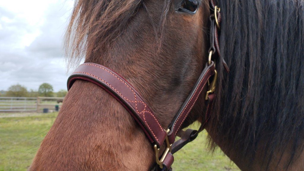 Licol d'écurie ( en stock) taille grand cheval, en cuir dosset tannage végétal, nourri à cœur, bordeaux coutures orange. têtière et muserolle réglables et matelassées.