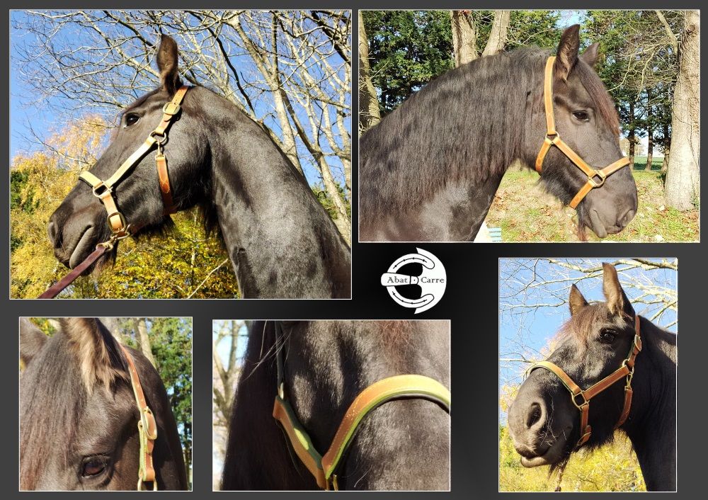 Licol cheval cuir cognac, taille grand cheval, muserolle et tetiere doublées veau, coutures et tranches vertes.
