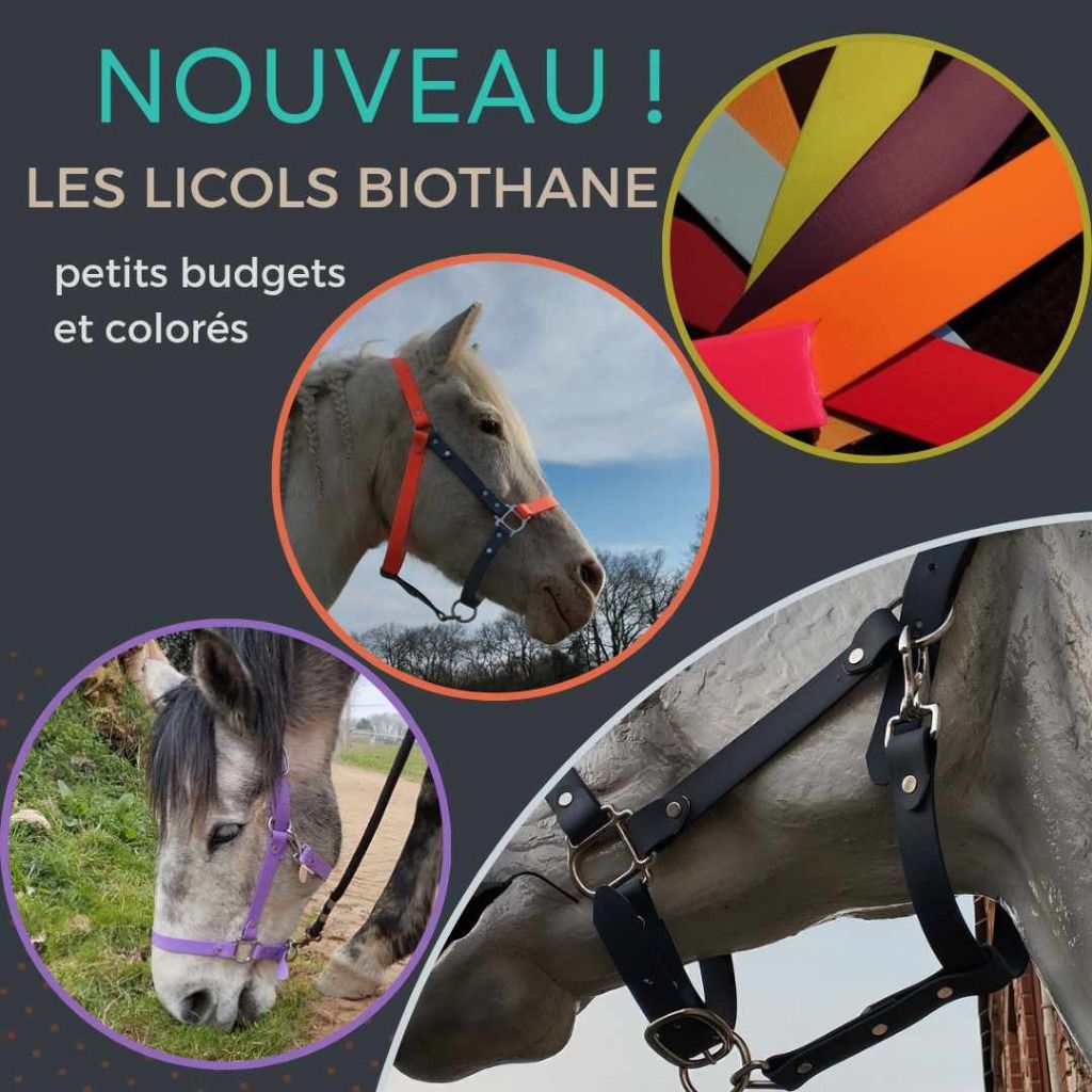 commandez vos licols en biothane, c'est solide, durable, léger, confortable et petit budget !!! ils sont realisés à l'atelier, à vos couleurs
