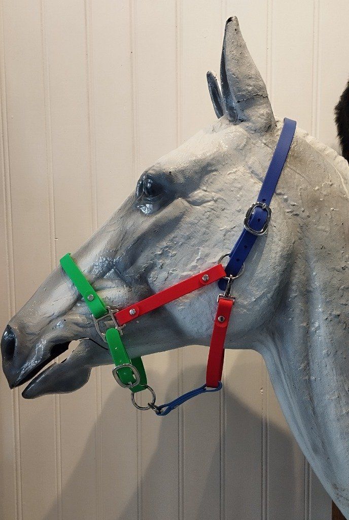 licol en biothane fin, pour des chevaux arabe d'endurance. tricolore : vert fluo, rouge, bleu roi