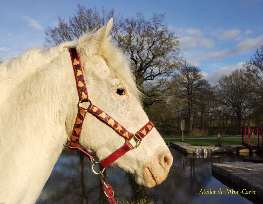 Bridon SUCCESS, Licols, Cheval, Prêt à être expédié