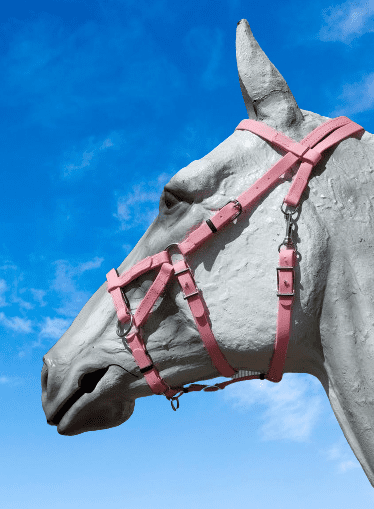 sidepull en biothane rose ( commande cliente) pour un arabe d'endurance.
disponible sur commande en diverses couleurs.