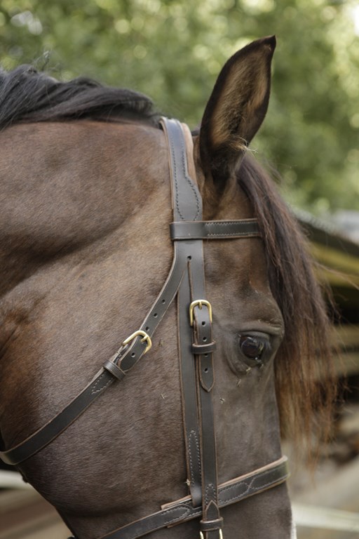 Bridon SUCCESS, Licols, Cheval, Prêt à être expédié