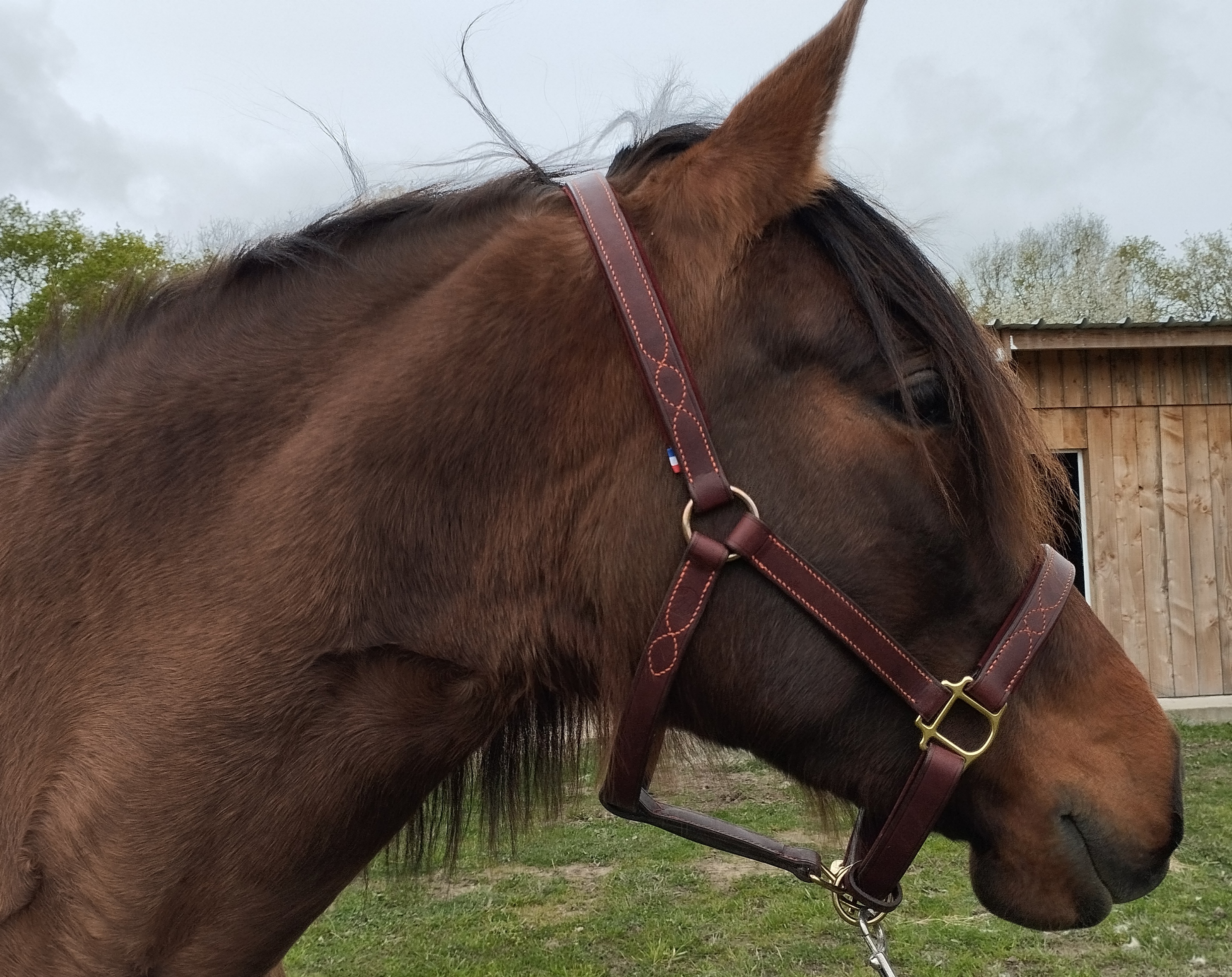licol en cuir fait-main