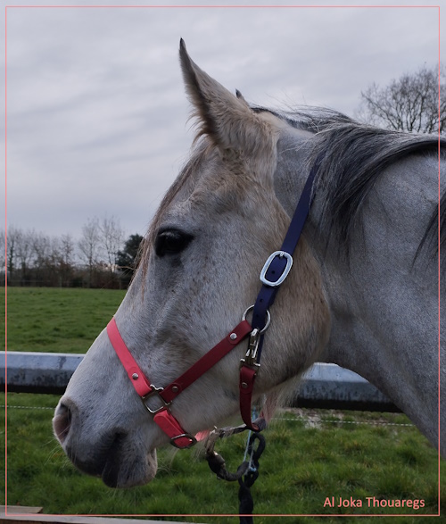 Licol en biothane pour une jument d'endurance