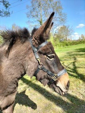 licol en biothane, sur mesure, pour une mule